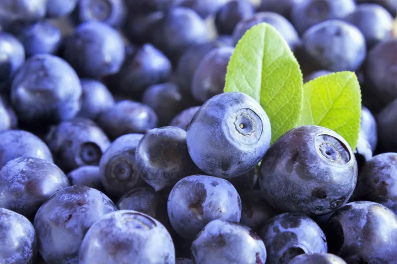 HUCKLEBERRY